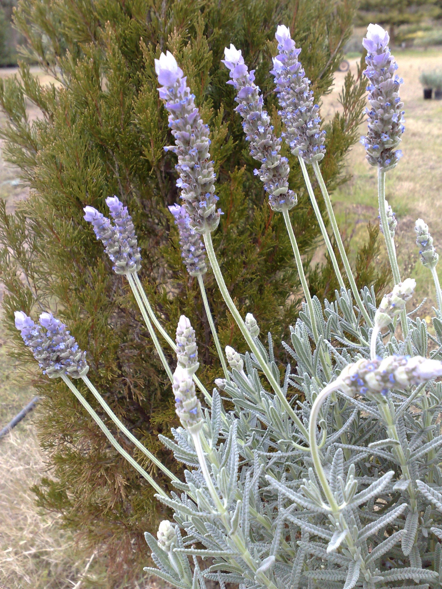 lavender Plants Online Sydney