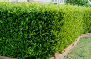 Buxus