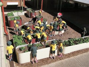 raised garden bed sydney